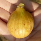 Ficus carica 'K-7-11', Füge