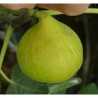 Ficus carica 'K-7-11', Füge