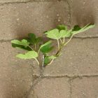 Ficus carica 'Adeilos', Füge