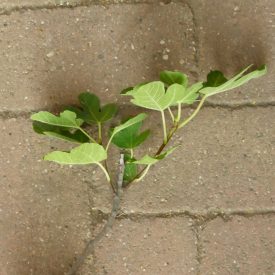 Ficus carica 'Adeilos', Füge