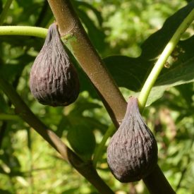 Ficus carica 'Sal's', Füge