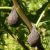 Ficus carica 'Sal's', Füge