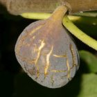 Ficus carica 'Sal's', Füge