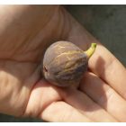 Ficus carica 'Sal's', Füge