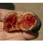Ficus carica 'Sal's', Füge