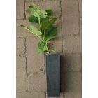 Ficus carica 'Sal's', Füge