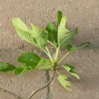 Ficus carica 'Bornholm's Diamant', Füge