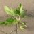Ficus carica 'Bornholm's Diamant', Füge