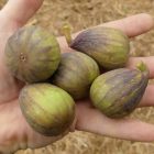 Ficus carica 'Sochi Gold', Füge