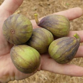 Ficus carica 'Sochi Gold', Füge