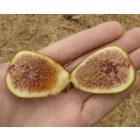Ficus carica 'Sochi Gold', Füge