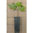 Ficus carica 'Sochi Gold', Füge