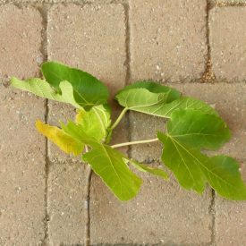 Ficus carica 'Violette de Sollies', Füge