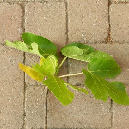 Ficus carica 'Violette de Sollies', Füge