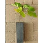 Ficus carica 'Violette de Sollies', Füge