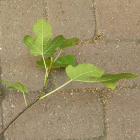 Ficus carica 'Hardy Yellow', Füge