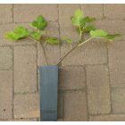 Ficus carica 'Hardy Yellow', Füge