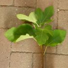 Ficus carica 'Pane e Vino Scuro', Füge