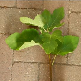 Ficus carica 'Pane e Vino Scuro', Füge