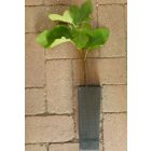Ficus carica 'Pane e Vino Scuro', Füge