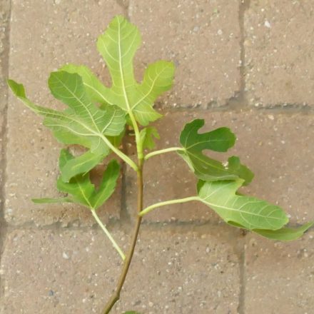 Ficus carica 'Osborn Prolific', Füge