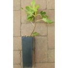 Ficus carica 'Osborn Prolific', Füge