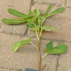 Ficus carica 'Pastiliere', Füge
