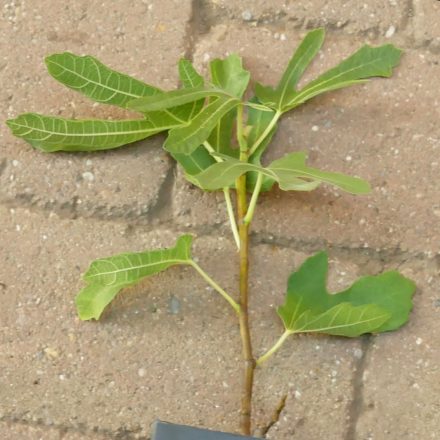 Ficus carica 'Pastiliere', Füge