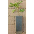 Ficus carica 'Pastiliere', Füge