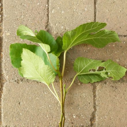 Ficus carica 'Black Mission', Füge
