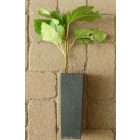 Ficus carica 'Black Mission', Füge
