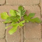Ficus carica 'Ceglédi óriás', Füge