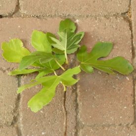 Ficus carica 'Ceglédi óriás', Füge