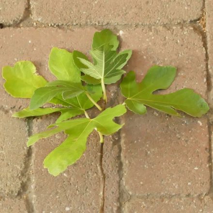 Ficus carica 'Ceglédi óriás', Füge