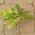 Ficus carica 'Ceglédi óriás', Füge
