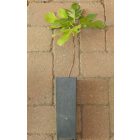 Ficus carica 'Ceglédi óriás', Füge