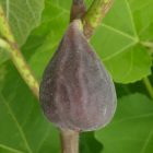 Ficus carica 'Chicago Hardy', Füge