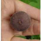 Ficus carica 'Chicago Hardy', Füge