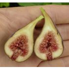Ficus carica 'Chicago Hardy', Füge