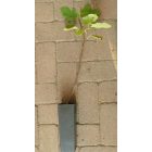 Ficus carica 'Chicago Hardy', Füge