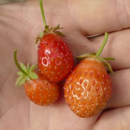 Annelie hibrid erdei szamóca (Fragaria x vescana ’Annelie') palánta