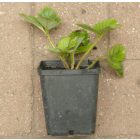 Annelie hibrid erdei szamóca (Fragaria x vescana ’Annelie') palánta