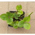 Annelie hibrid erdei szamóca (Fragaria x vescana ’Annelie') palánta