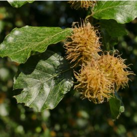 Közönséges bükk (Fagus silvatica) konténeres csemete