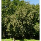 Közönséges bükk (Fagus silvatica) konténeres csemete