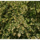 Közönséges bükk (Fagus silvatica) konténeres csemete