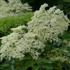 Fekete bodza (Sambucus nigra) konténeres csemete