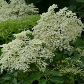 Fekete bodza (Sambucus nigra) konténeres csemete
