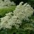Fekete bodza (Sambucus nigra) konténeres csemete