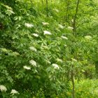 Fekete bodza (Sambucus nigra) konténeres csemete